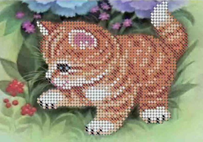 Руде кошеня А6-Д-094