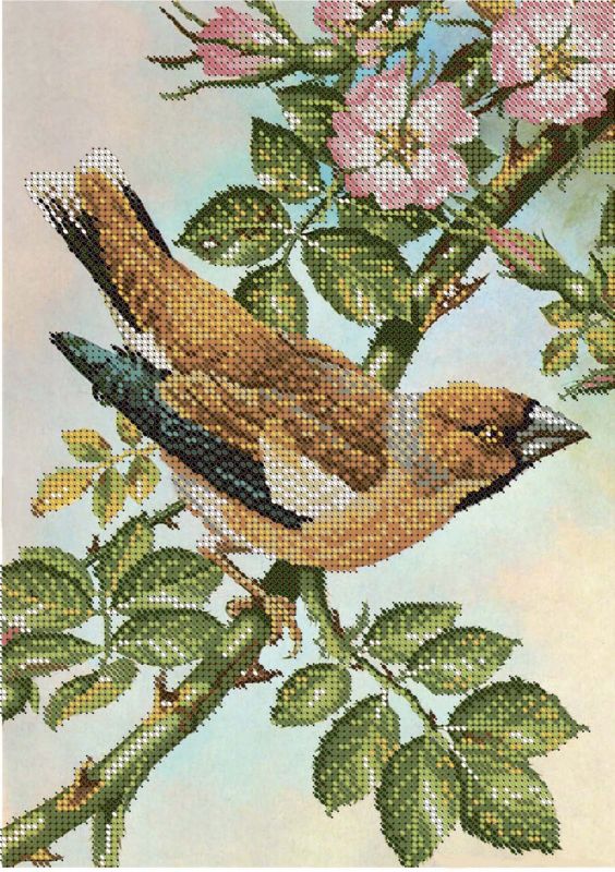 Птаха А4-К-036