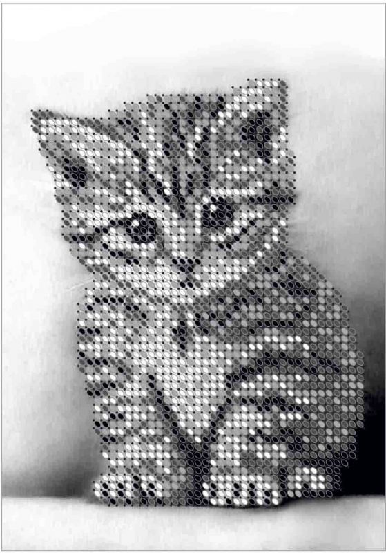 Кошеня А6-Д-016