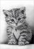 Котенок А6-Д-016