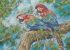 Папуги Ара А3-К-691