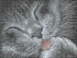 Котик А3-К-1161